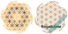 Heilpad Ringelblume